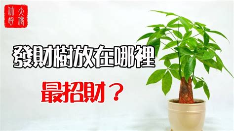 發財樹放哪裡